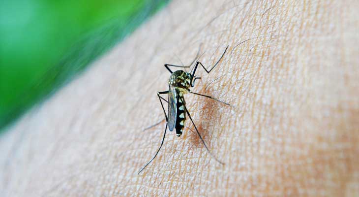 Home Remedies for Dengue Fever